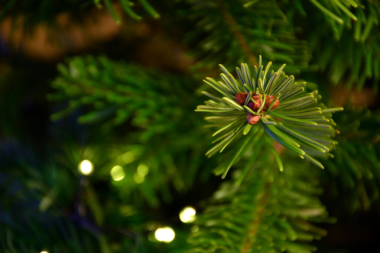 Tips och råd för julgranen!